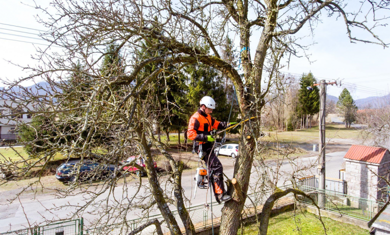 Is Hiring an Arborist Worth the Cost?