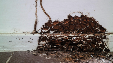 10 Warning Signs of Termites in Your Home